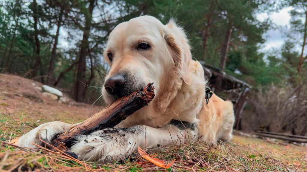 Sheep Horn
