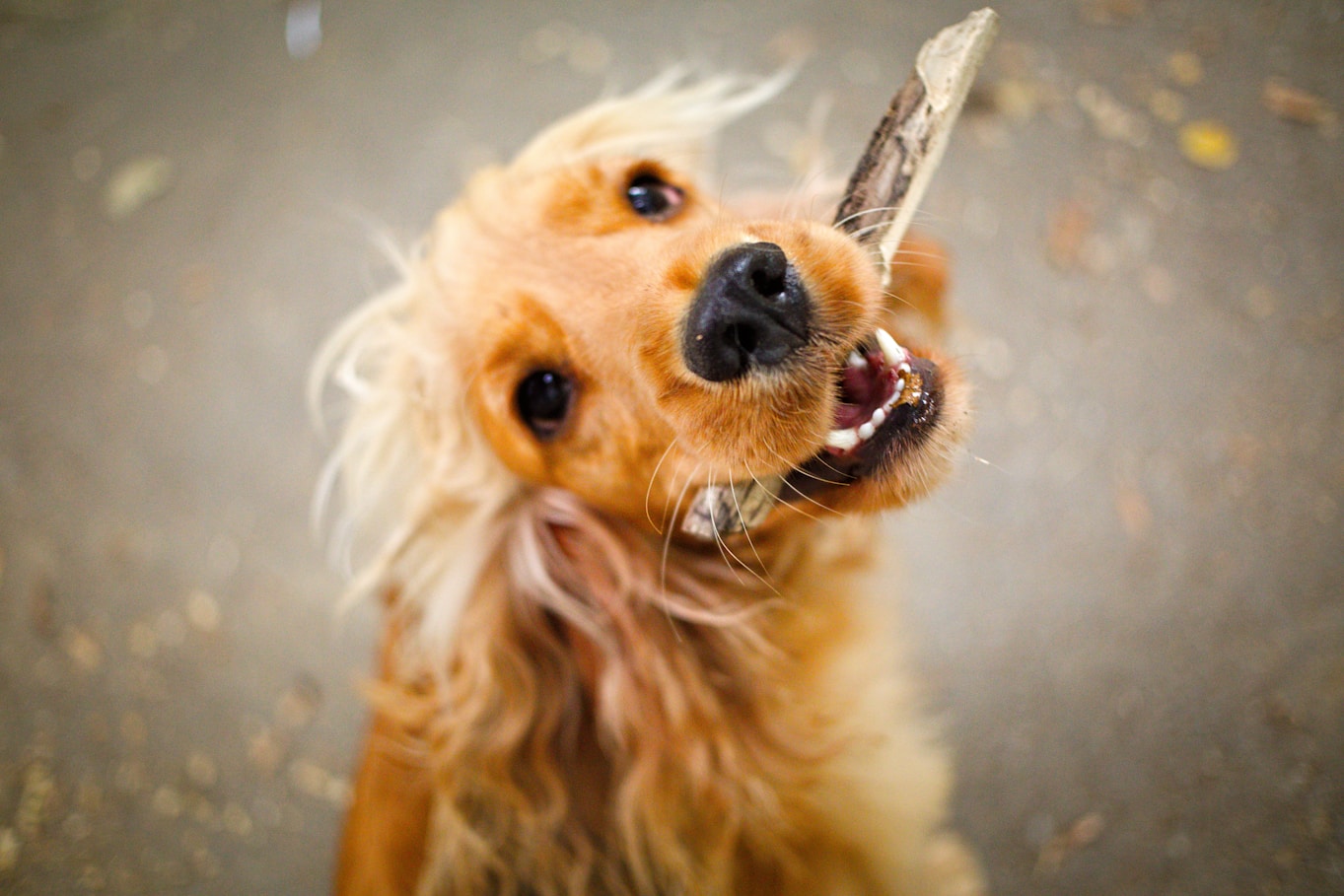 Coffee Wood Chew Sticks Gallery Image