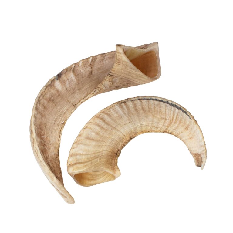 Sheep Horn