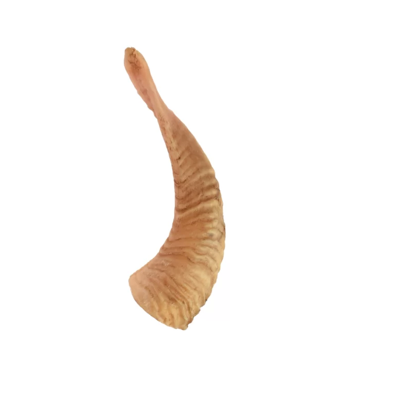 Sheep Horn